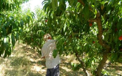 CCOO denuncia manca de consens sobre les mesures de seguretat en la campanya agrària