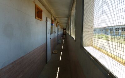 Què mengen els porcs en les granges de producció intensives?