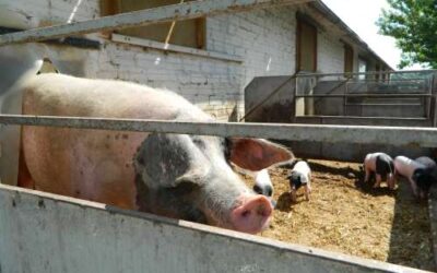 El benestar dels animals de granja destinats al consum