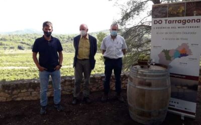 L’INCAVI estudia estratègies d’adaptació al canvi climàtic de la varietat Macabeu a la D.O. Tarragona