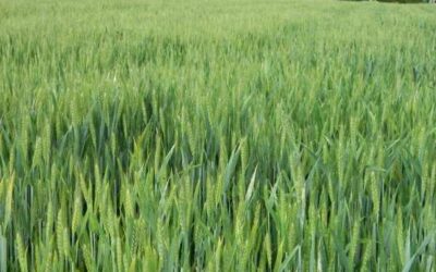 Sistemes agraris sostenibles