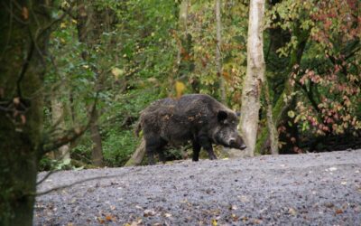 Taula divulgativa sobre la convivència amb la fauna cinegètica: no hi faltis!