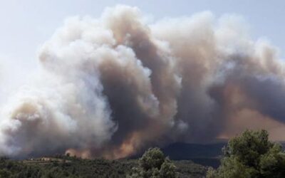 El bosc, un cop més