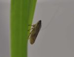 La Xylella fastidiosa, un bacteri que pot afectar greument diversos cultius